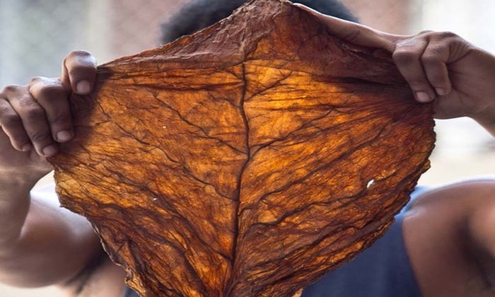 What's The Difference Between Grabba and Fronto? – Dragon Fronto Leaf